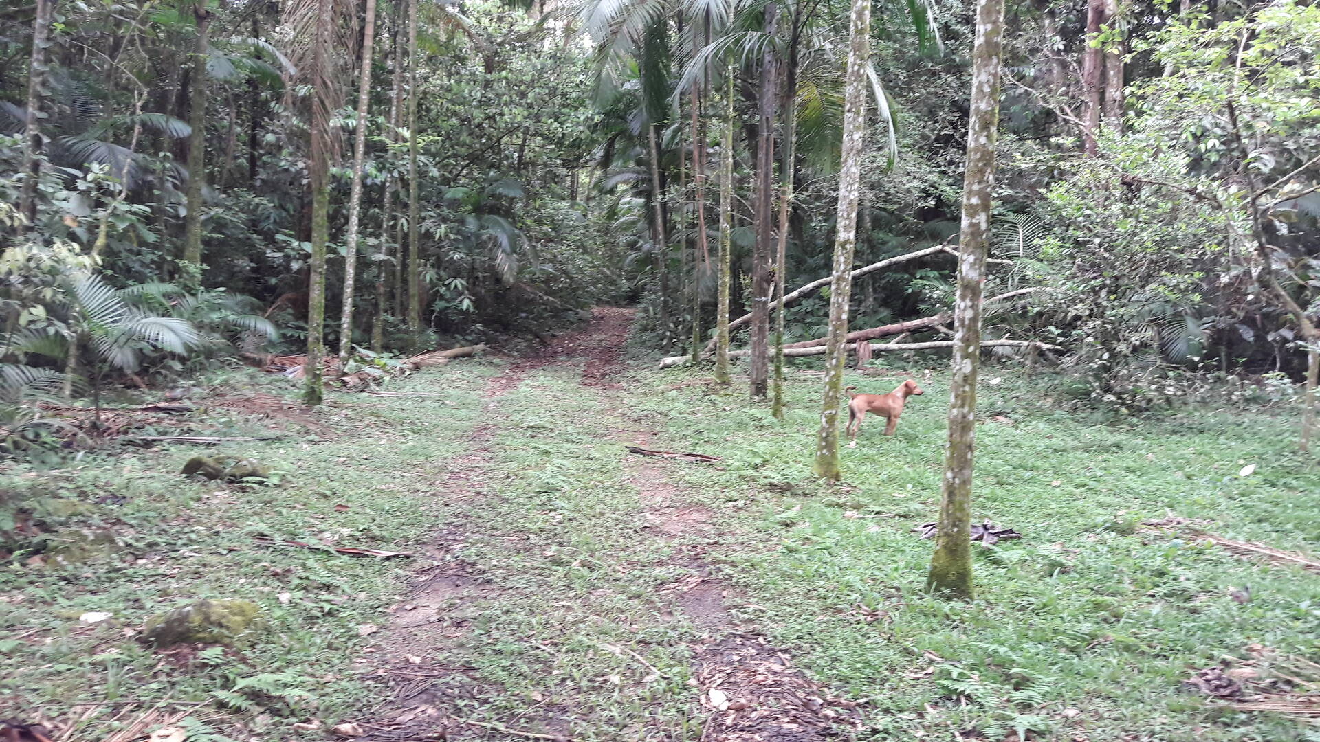 Fazenda à venda com 5 quartos, 192m² - Foto 24