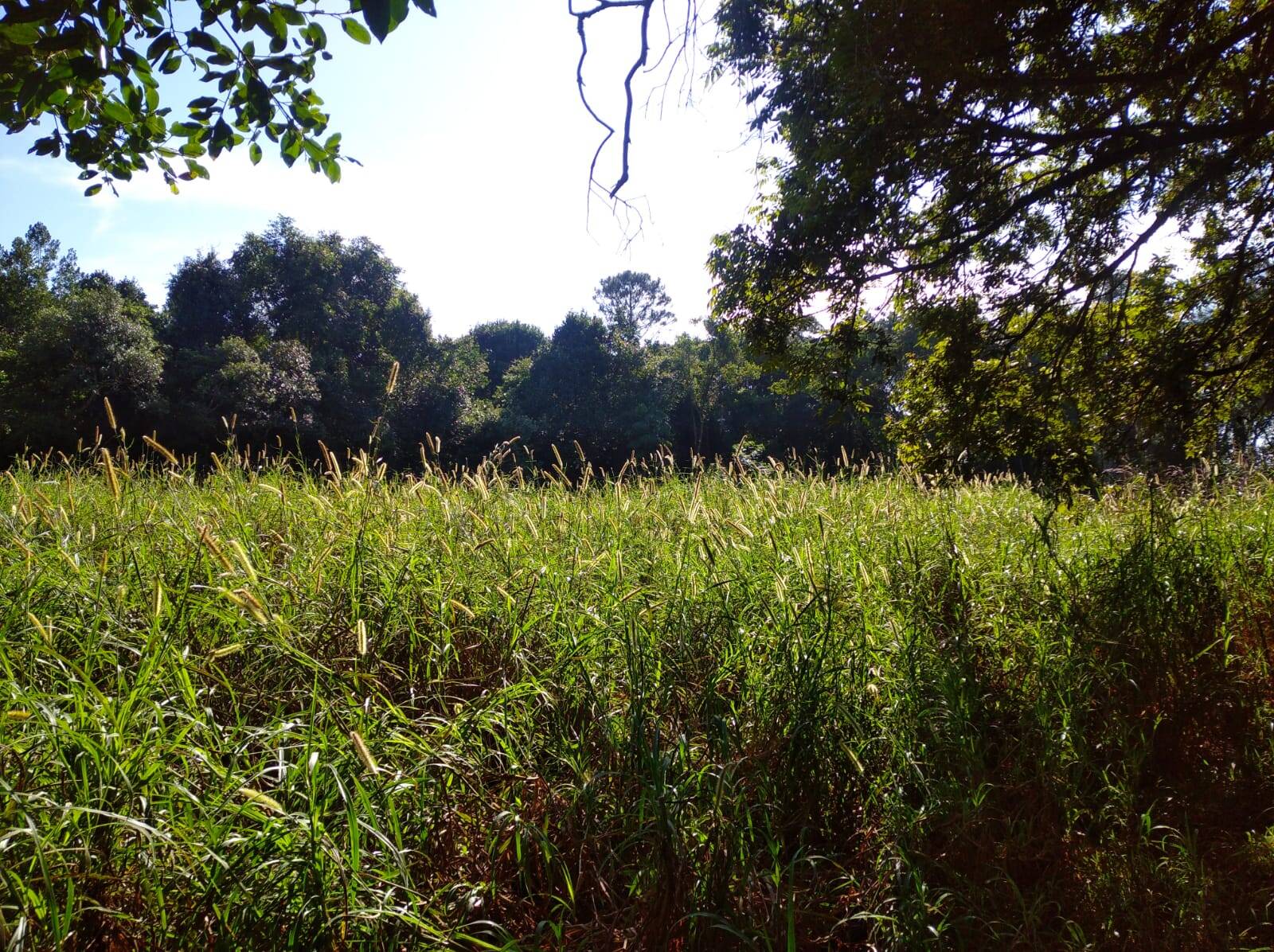 Terreno à venda, 80000m² - Foto 4